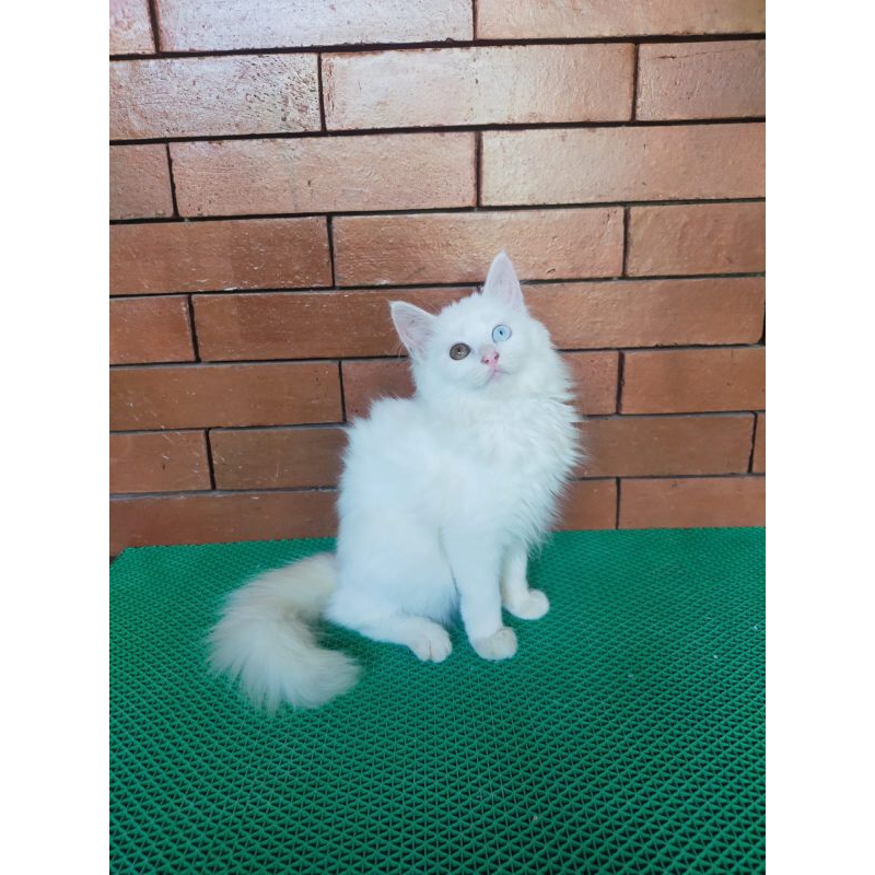 Jual Kucing Odd Eye Terlengkap & Harga Terbaru Juli 2026 | Shopee Indonesia