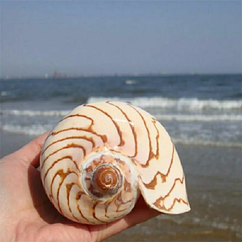 Jual CYMBIOLA NOBILIS SHELLS CANGKANG KERANG TIUP BINGA PINANG | Shopee ...