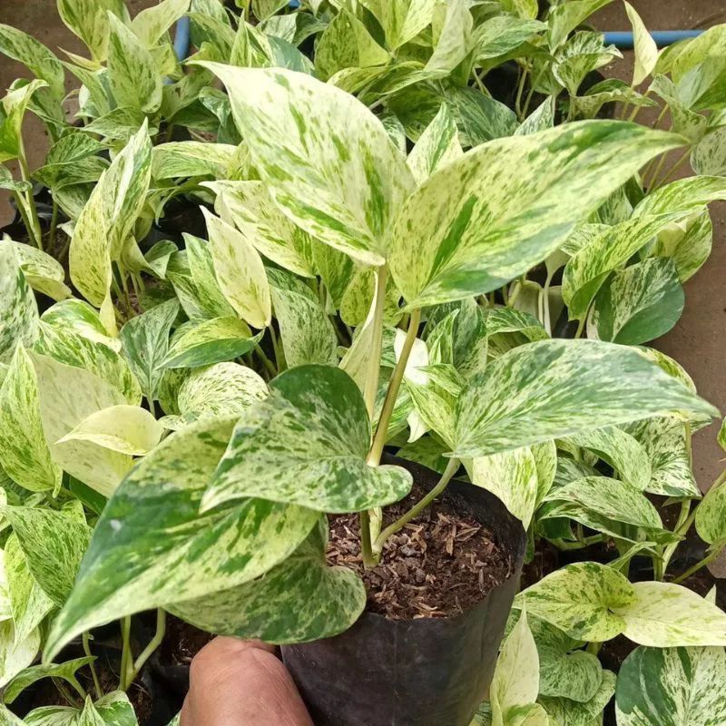 Jual (BISA COD) MURAH sirih gading varigata - tanamanhias sirihgading ...
