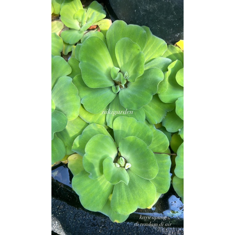 Jual Tanaman air apu apu / Apuh apuh / Tanaman Kayu Apu (Pistia ...