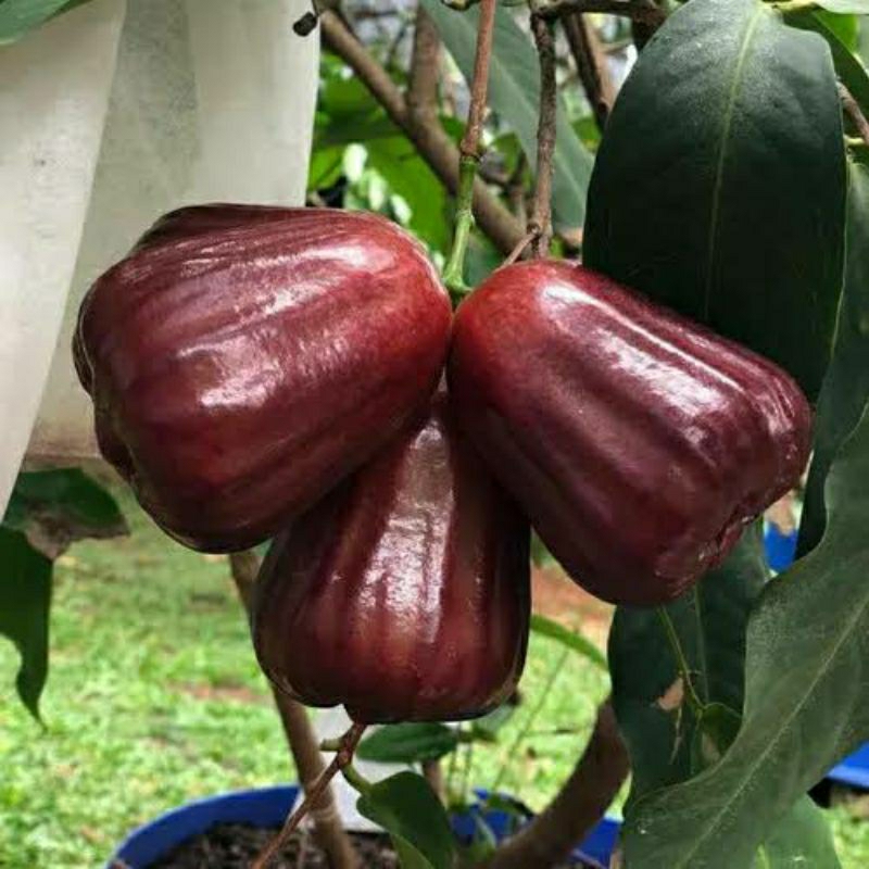 Jual Bibit Tanaman Jambu Air Black Kingkong Tinggi 1 Meter Up Batang ...