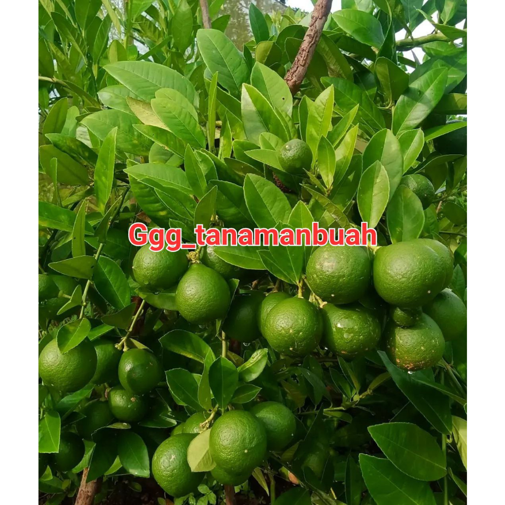 Jual Bibit Jeruk Nipis Super Okulasi Shopee Indonesia