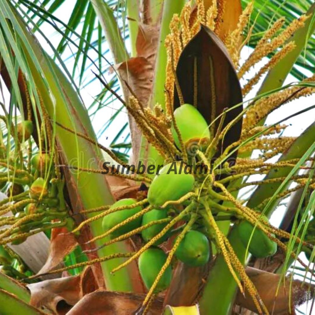 Jual Tembuluk Bluluk Bunga Buah Kelapa Muda Kecil Pentil Obat Herbal ...