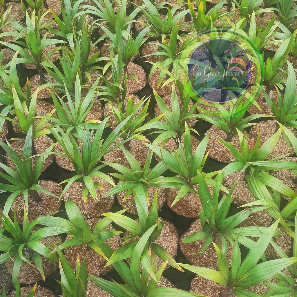 Jual PALEM BOTOL Hyophorbe lagenicaulis Bottle Palm or Palmiste ...