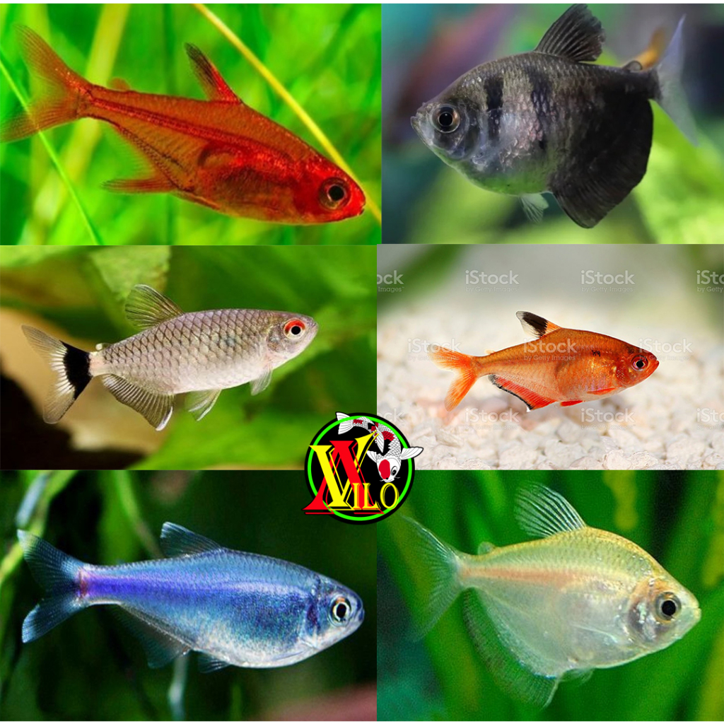 Jual paket grosir ikan aquascape tetra fish berbeda jenis campur ...