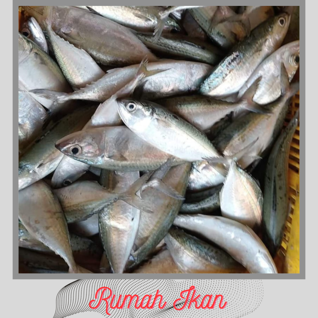 Jual Ikan Kembung Banjar Rumah Ikan Segar 1kg Shopee Indonesia