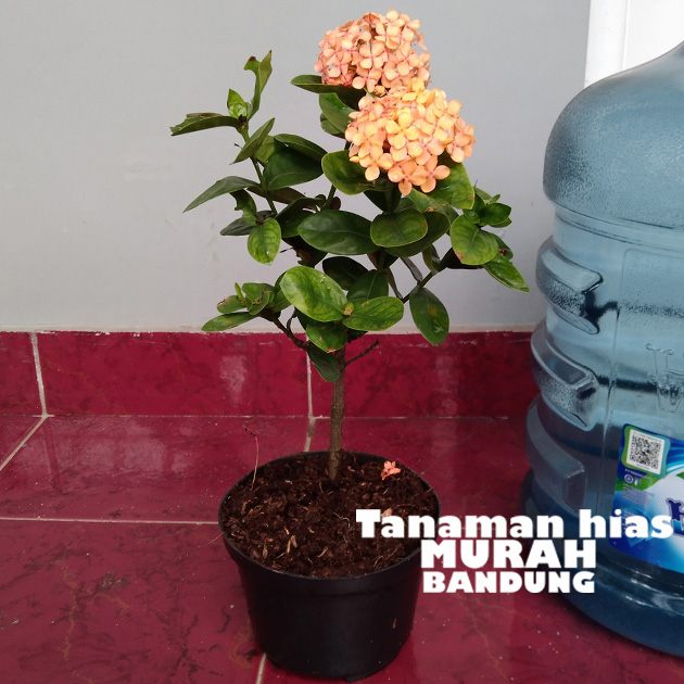 Jual Tanaman hias asoka bunga kuning besar - ixora prince of yellow ...