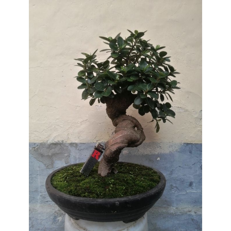 Jual bonsai beringin korea micro ficus dolar mikro siap pajang Shopee
