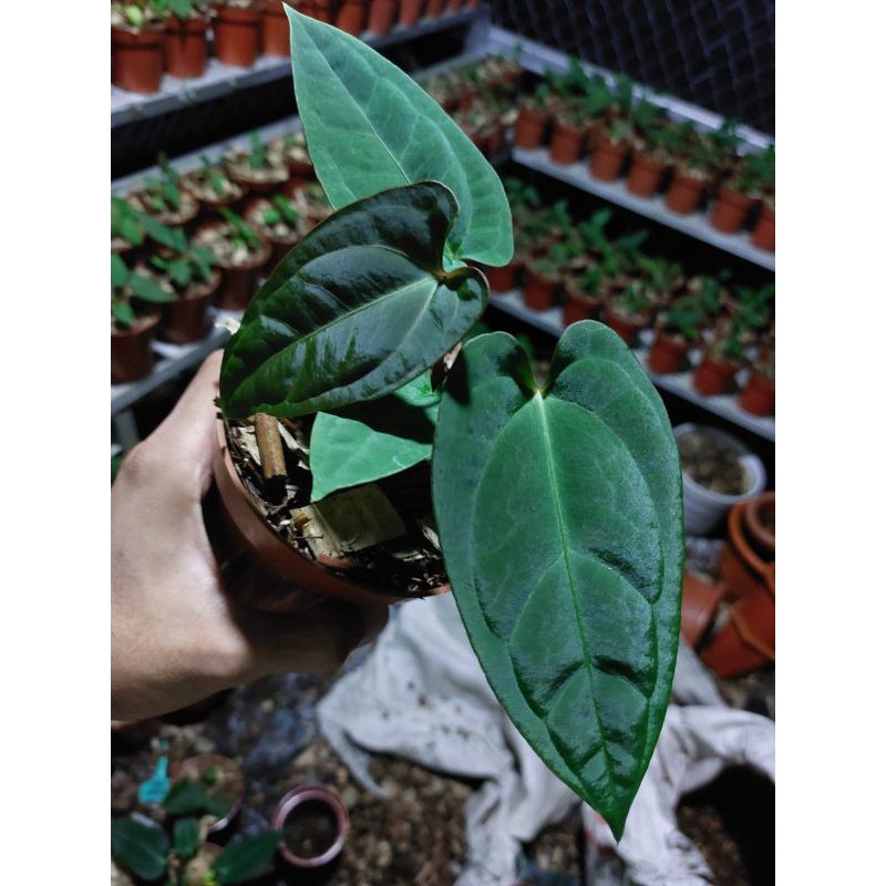 blattkaktus königin der nacht Epiphyllum oxypetalum (Königin der Nacht) 34,99€