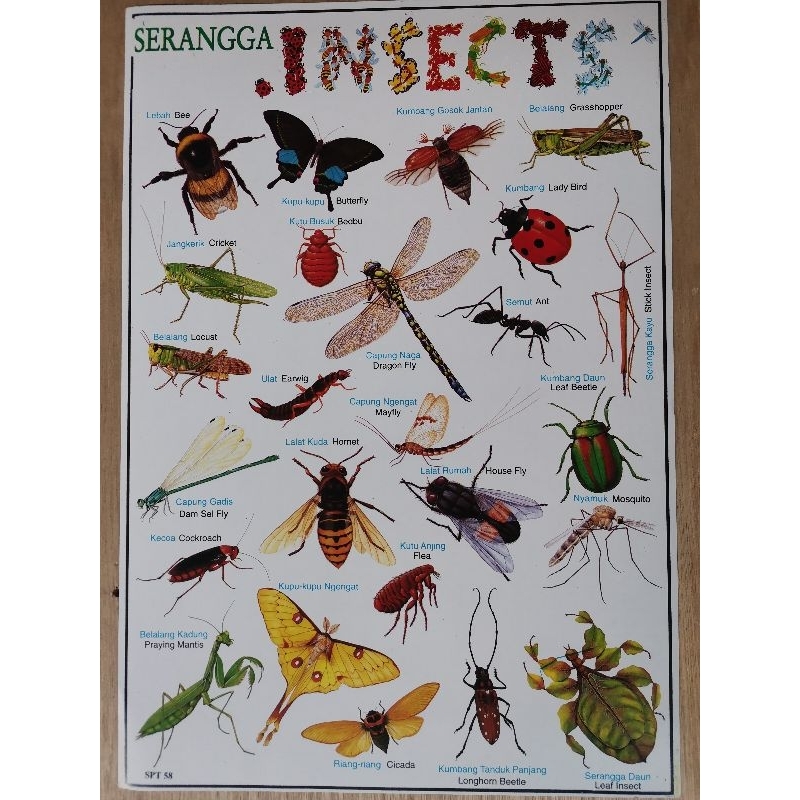 Jual Poster Edukasi Anak / Hewan Buas / Hewan Jinak / Karnivora