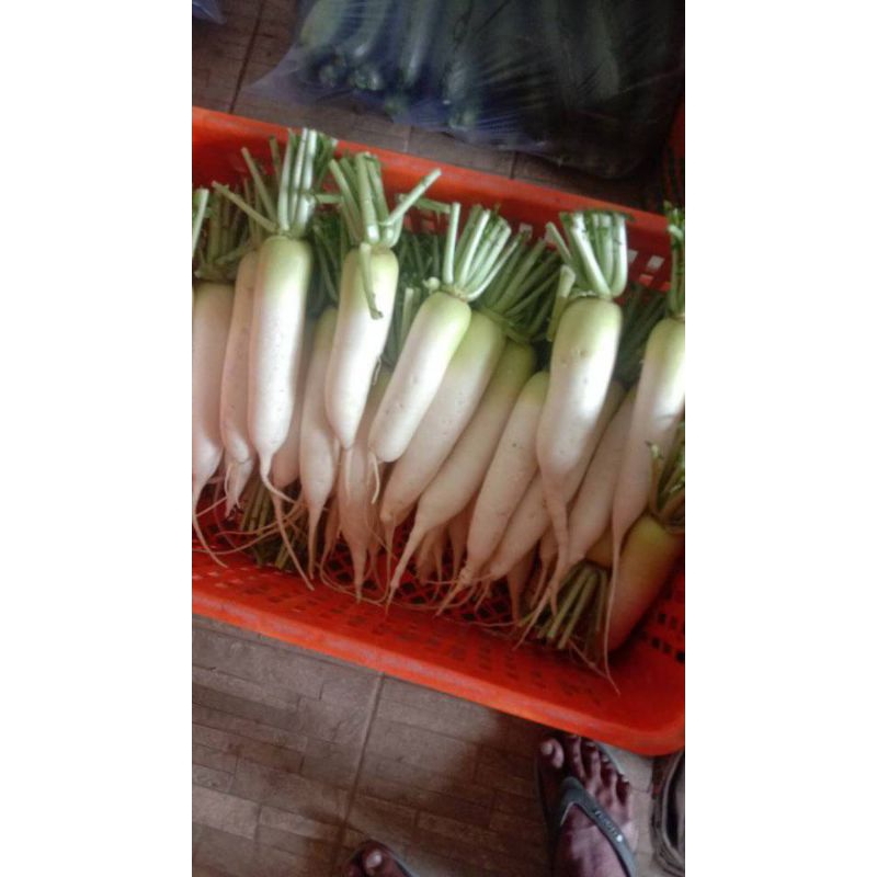 Jual Lobak Putih Sayuran Segar Fresh 1 Kg Shopee Indonesia