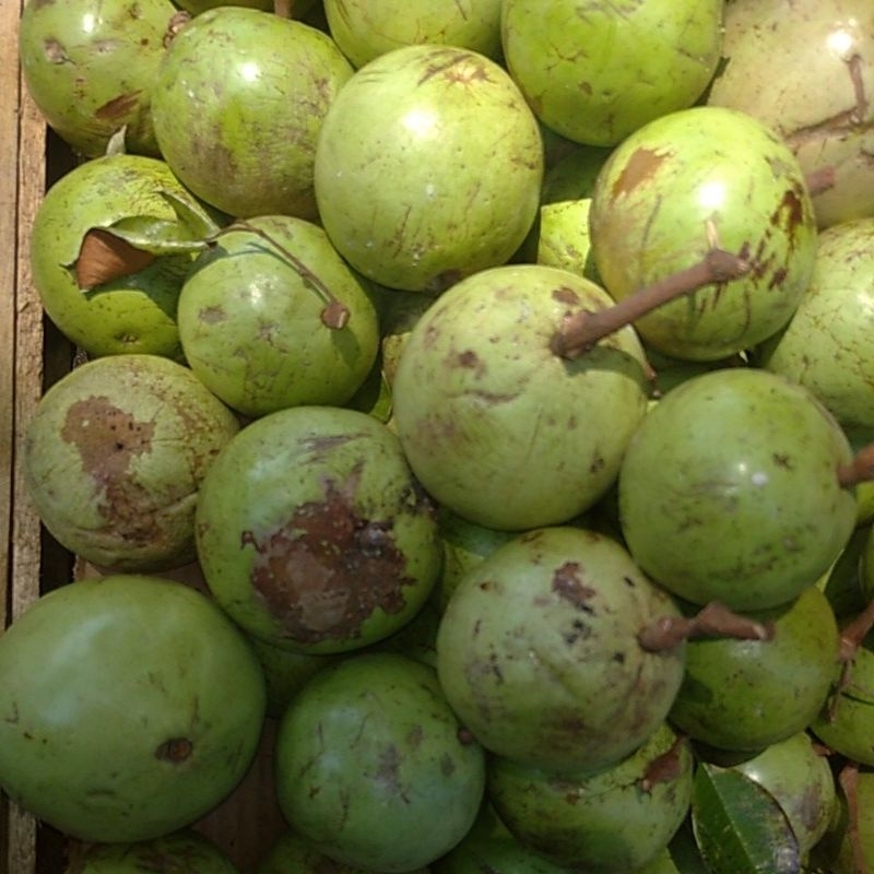 Jual Buah Kenitu Terlengkap & Harga Terbaru Juli 2026 | Shopee Indonesia