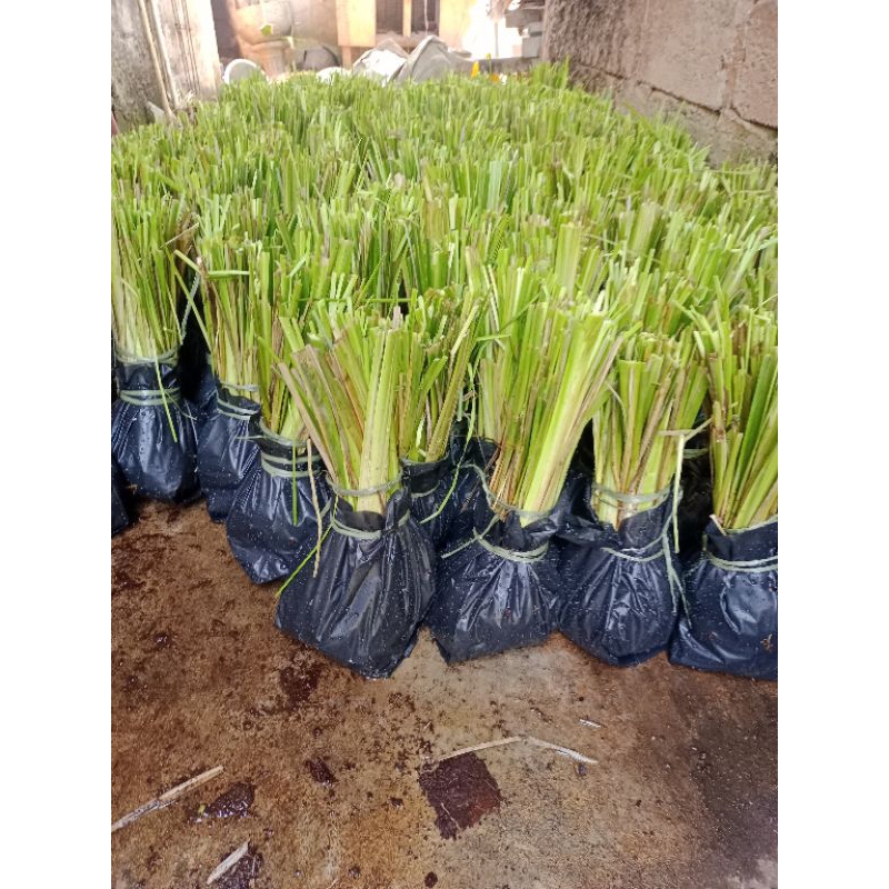 Jual Paket 20 Ribu Rumput Vetiver Akar Wangi Bibit Rumput Vetiver ...