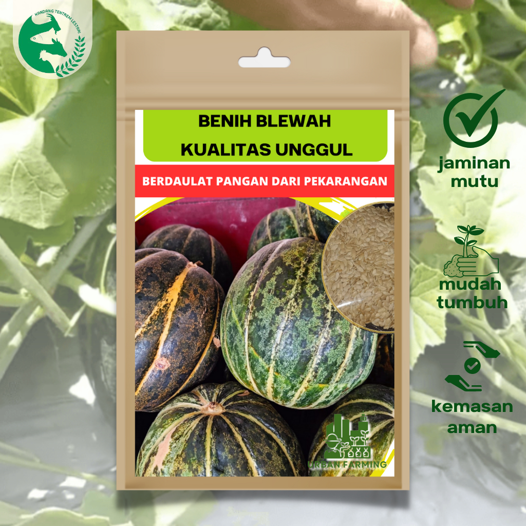 Jual Benih Blewah Unggul 5 gram Urban Farming Ratusan Biji | Shopee