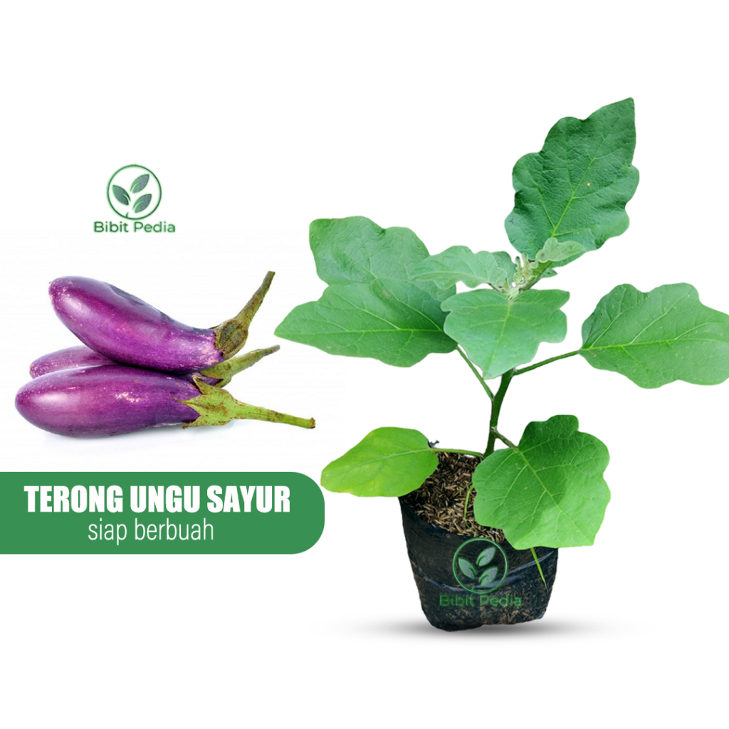 Jual Tanaman Terong Terlengkap & Harga Terbaru Agustus 2026 | Shopee ...