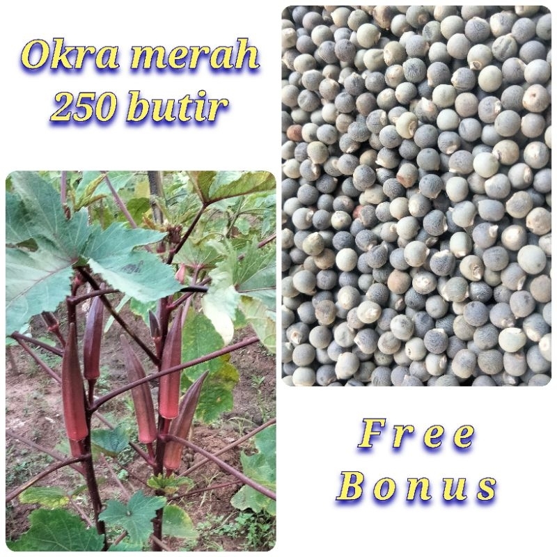 Jual benih biji okra merah paket (250 biji) | Shopee Indonesia