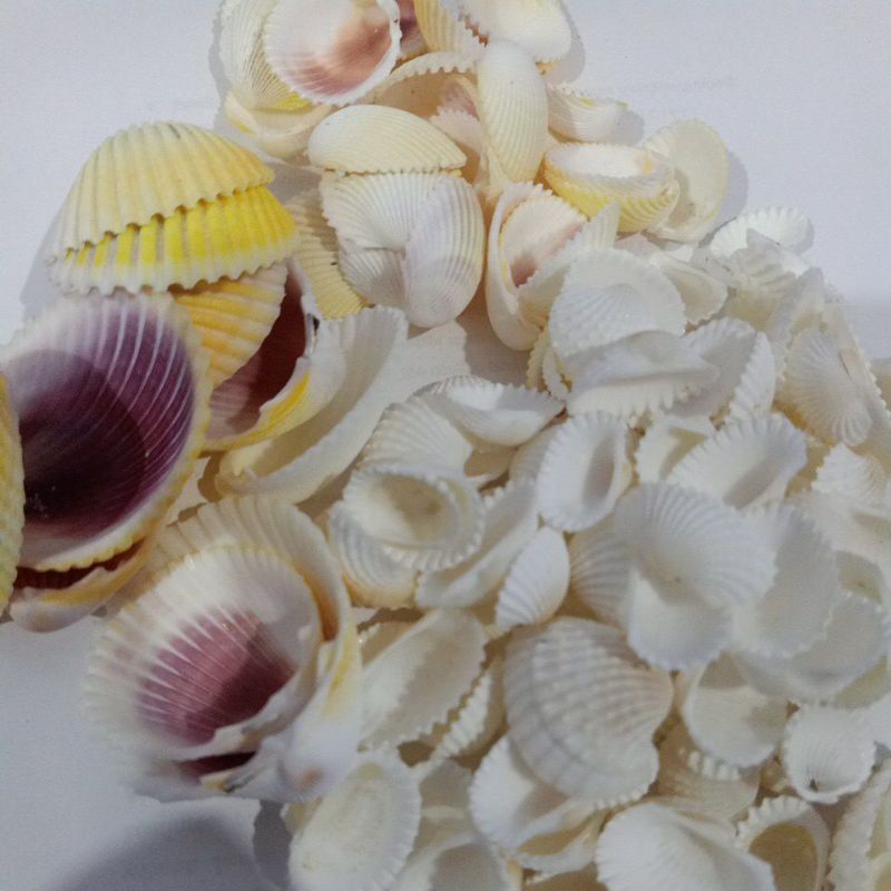 Jual CANGKANG KERANG DARA PUTIH, KUNING | Shopee Indonesia