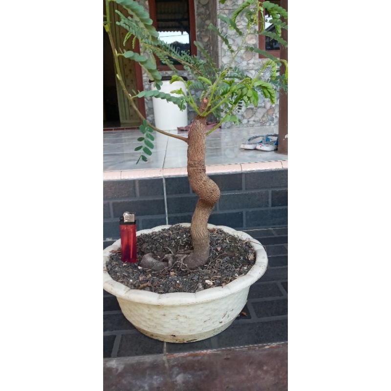 Jual Bahan Bonsai Asam Jawa Shopee Indonesia