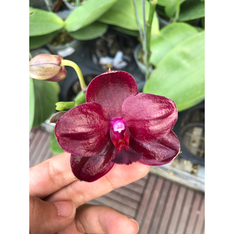 Jual Anggrek Bulan Mini Merah Pekat Wangi Sogo Relex (FULL MEKAR