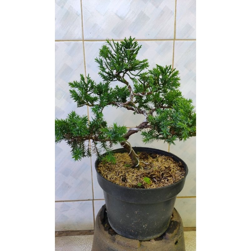 Jual Bonsai Cemara Puapua || papuanensis /BAHAN BONSAI PILIHAN (BEST ...