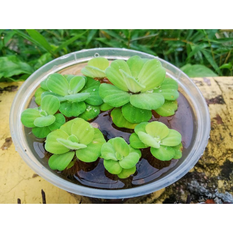 Jual tanaman apu-apu kayu apu | tanaman air aquascape | Shopee Indonesia