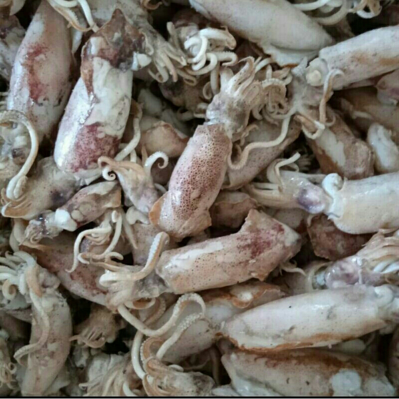 Jual Ikan Asin Cumi Rebus Sotong Rebus Size Sedang Fresh Gr