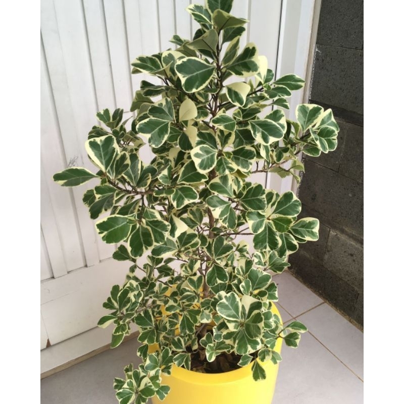 Jual Tanaman Hias Ficus Triangularis Beringin Kupu Kupu Shopee