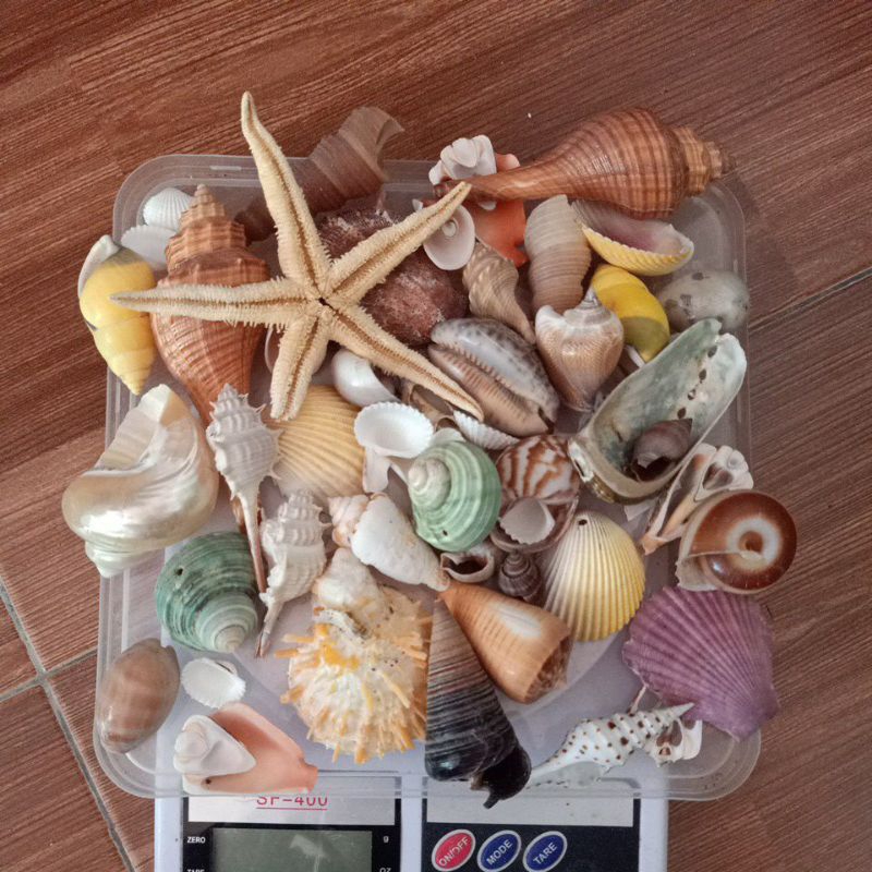 PAKET CANGKANG KERANG/prakarya sekolah