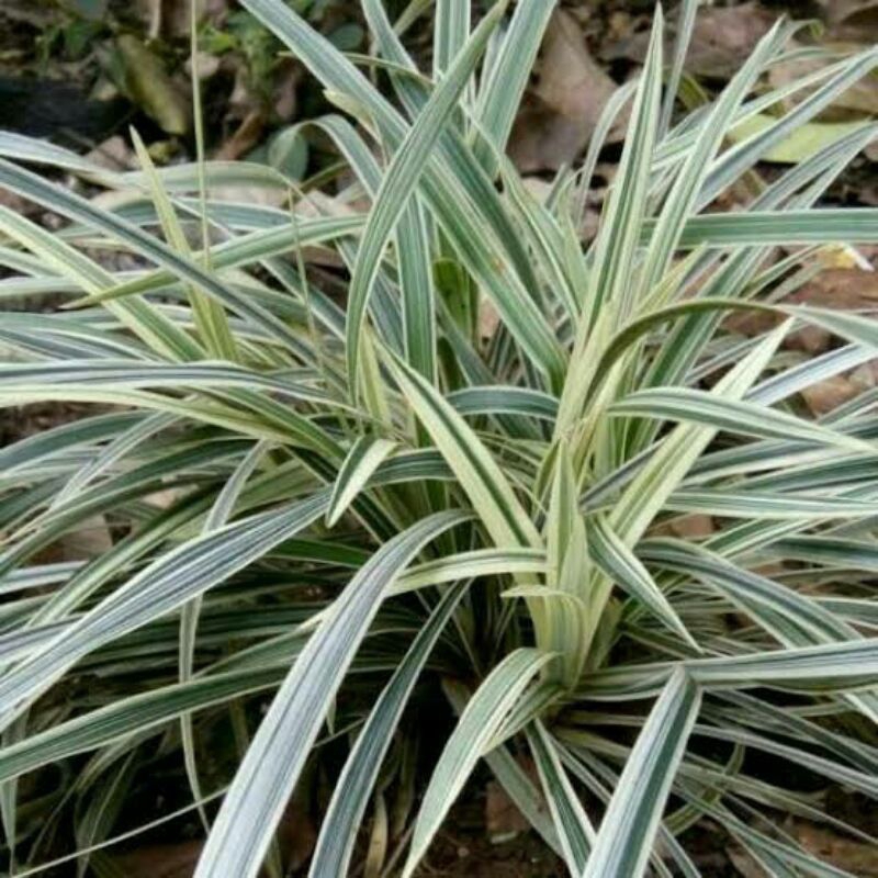 Jual Tanaman rumput alang alang varigata | Shopee Indonesia