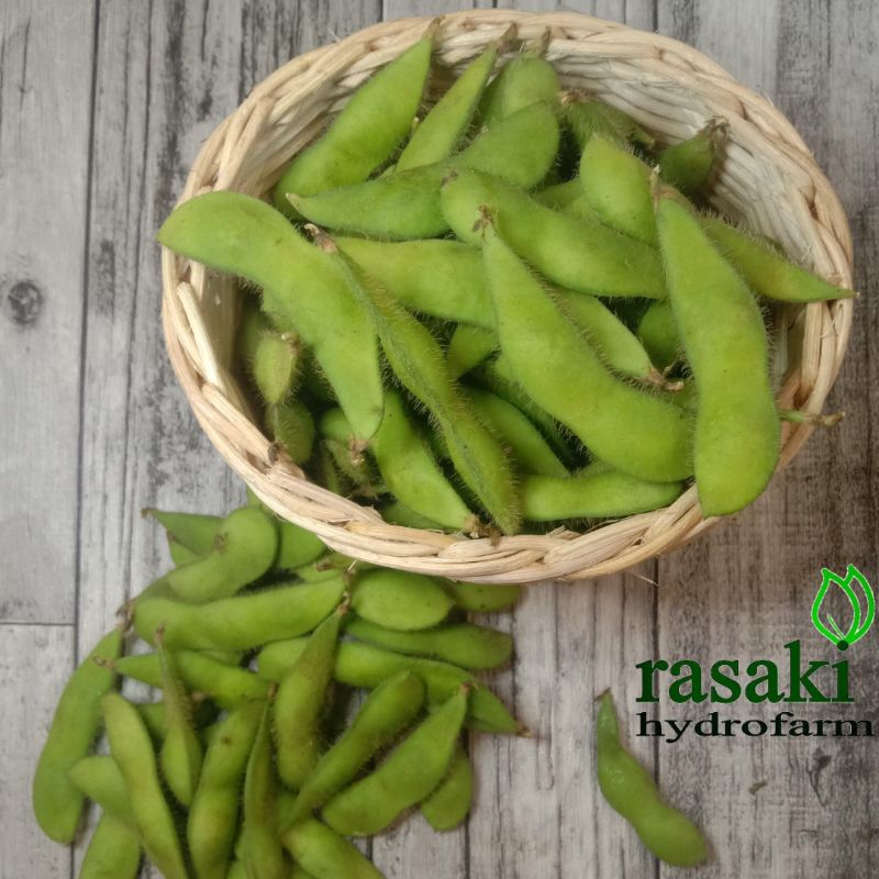 Jual kacang edamame fresh 500gr rasaki Shopee Indonesia