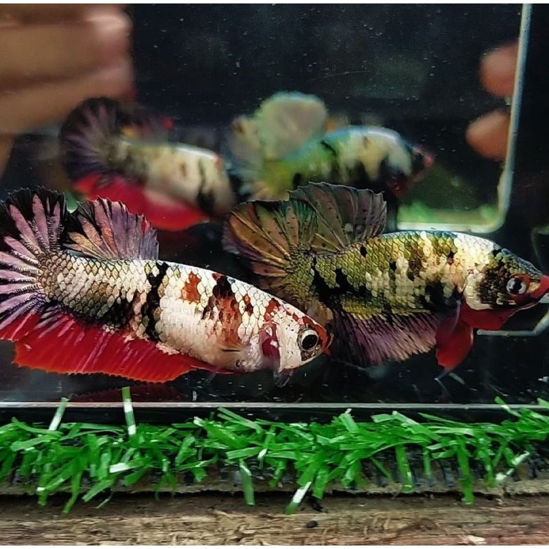 Jual Jantan dan Betina Cupang Red Koi Copper RKC Top Grade | Shopee ...