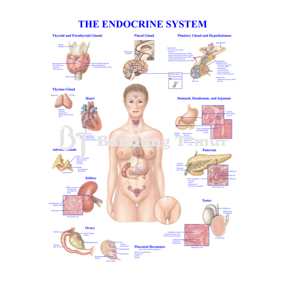 Jual POSTER SISTEM ENDOKRIN THE ENDOCRINE SYSTEM | Shopee Indonesia