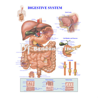 Jual Poster Sistem Pencernaan Digestive System Shopee Indonesia