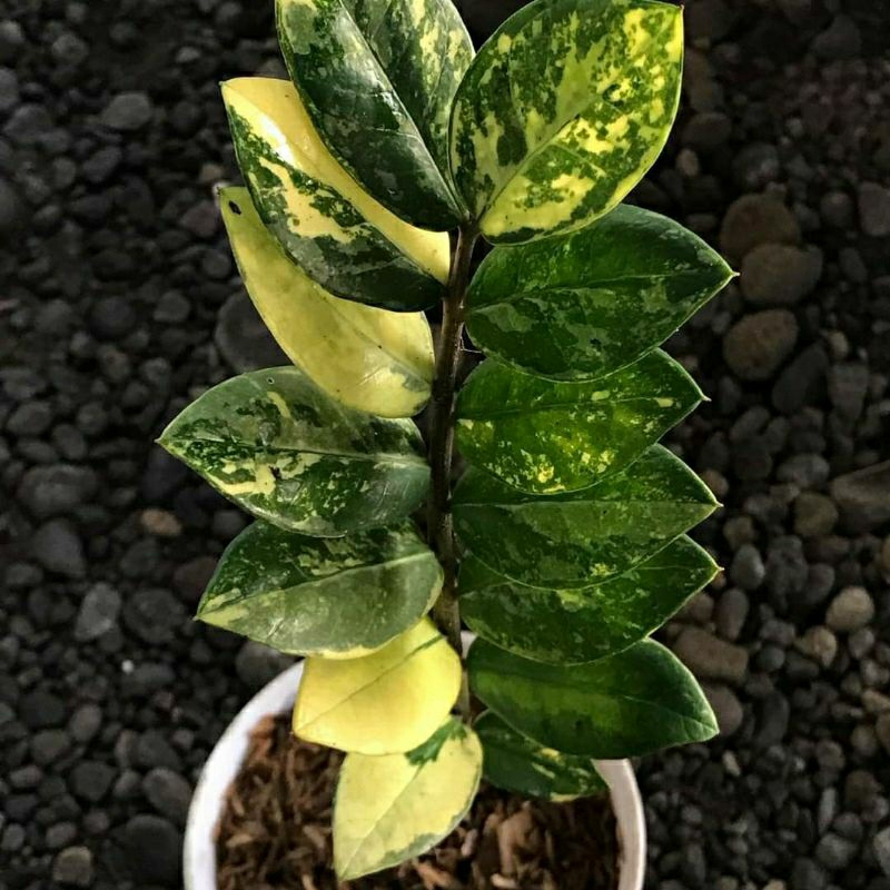 maranta kerchoveana variegata Maranta Leuconeura var. kerchoveana 'Variegata' (Maranta 'Beauty Kim',   Secret Garden Plant Shop