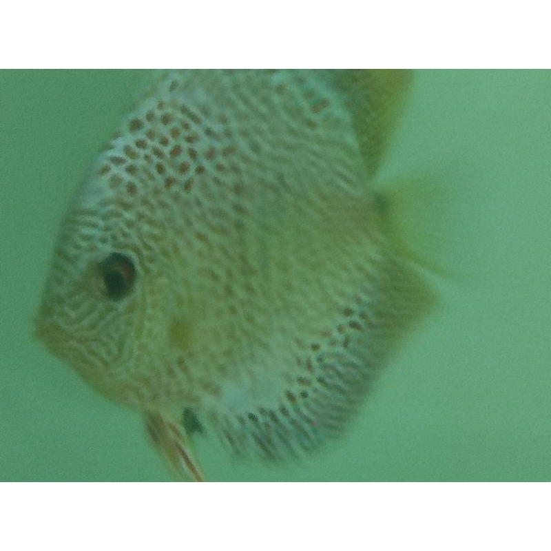 Jual Ikan Discus Leopard 3 Inch | Shopee Indonesia