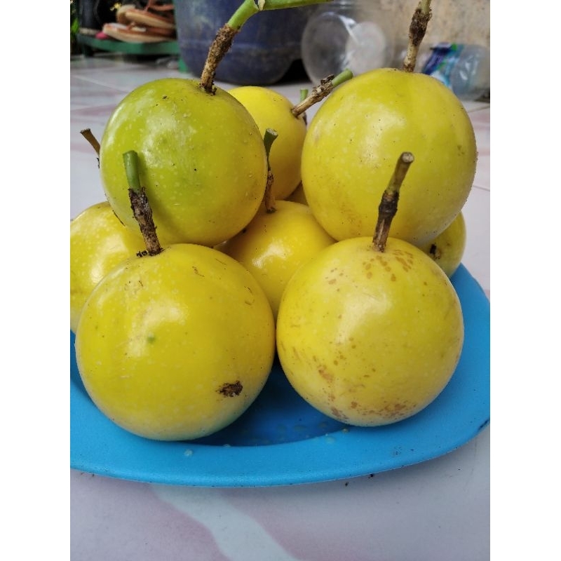 Jual Buah Markisa 1 Kg Buah Segar Dan Manis Markisa Kuning Shopee