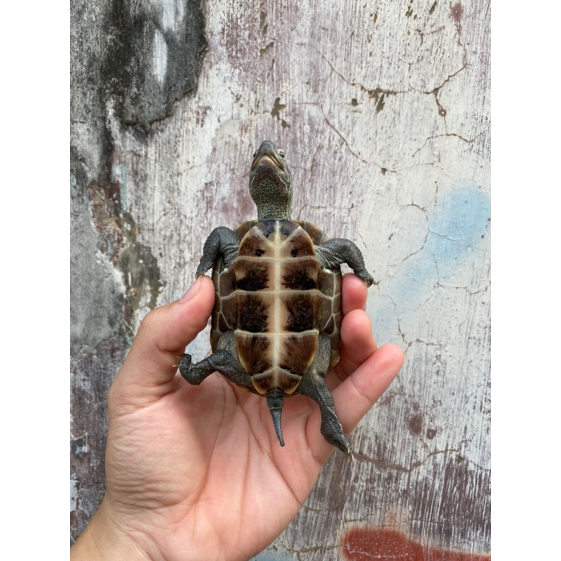 Jual Kura Kura Cynemis Turtle 5-6 Cm Grade A | Shopee Indonesia