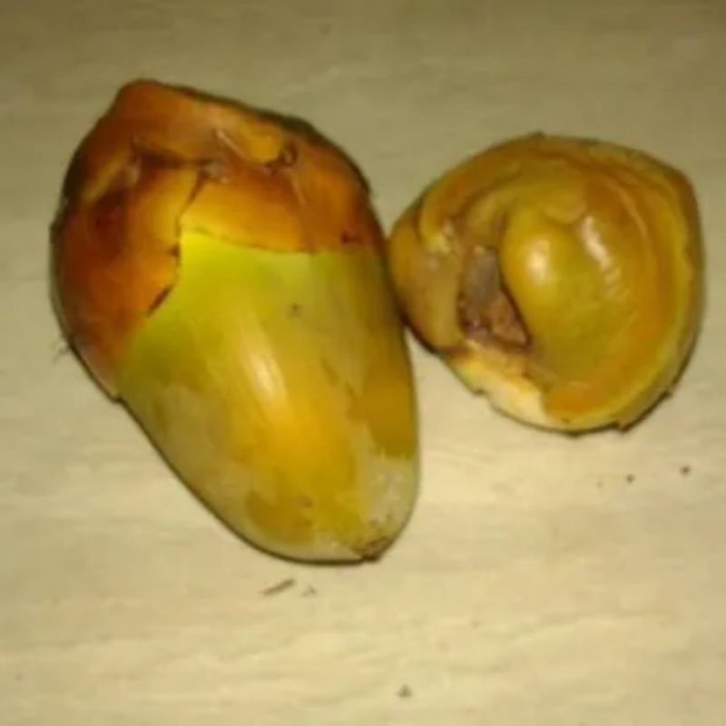 Jual kelapa muda kecil/bluluk/tembuluk isi 5pcs | Shopee Indonesia