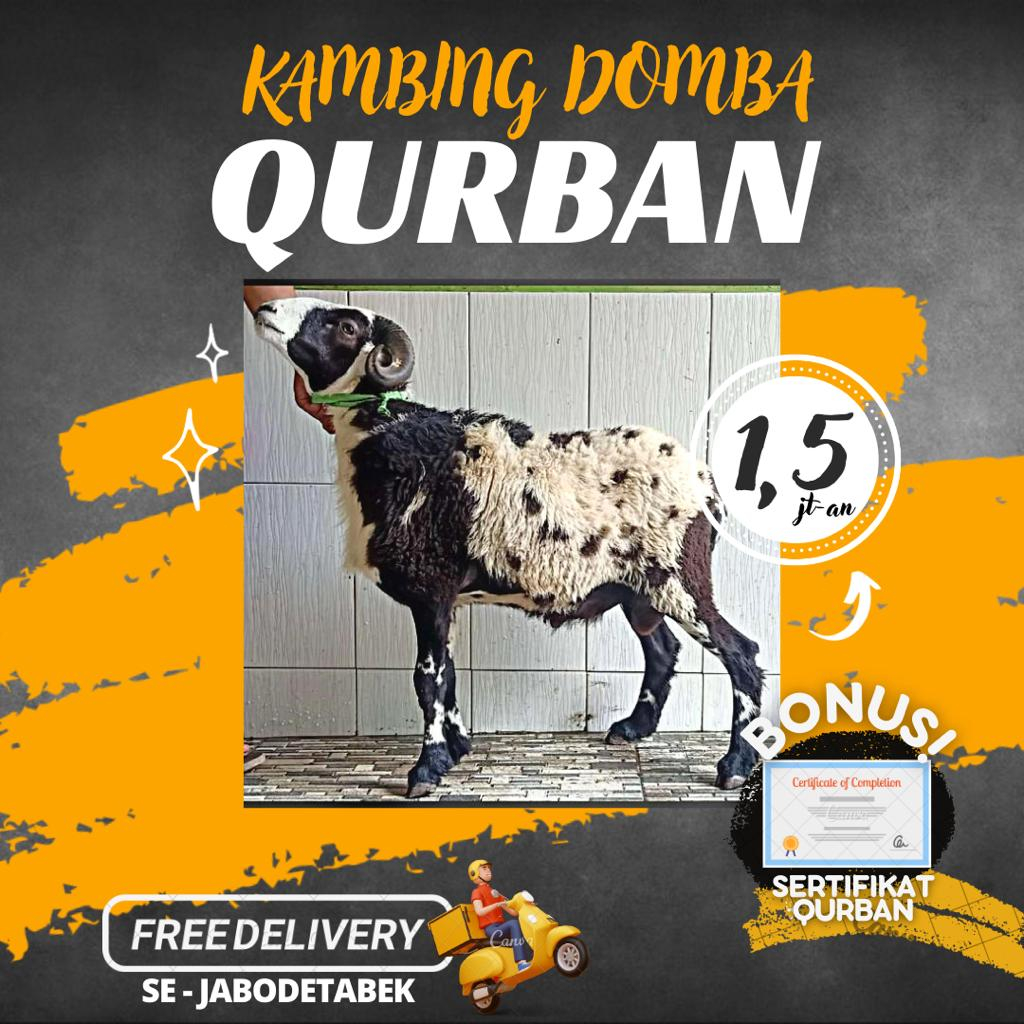 Jual {Free Delivery + Sertifikat Qurban} Kambing Domba Kurban Berkah