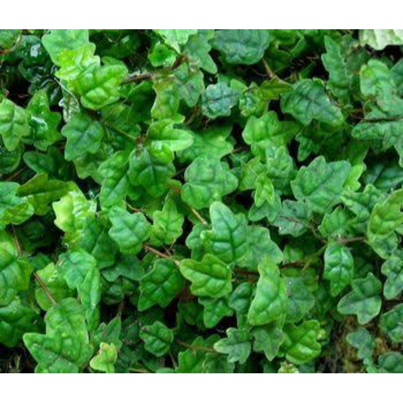 Jual Ficus Pumila Quercifolia/Thunbergii/String Of Frogs/Oakleaf Ficus ...