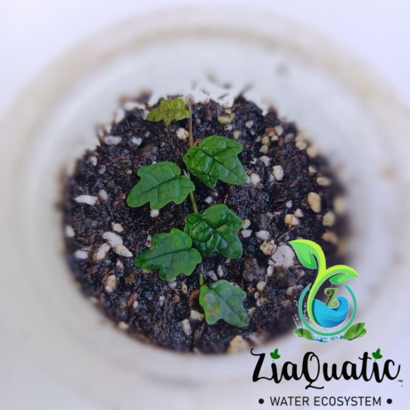 Jual Ficus Pumila Quercifolia/Thunbergii/String Of Frogs/Oakleaf Ficus ...