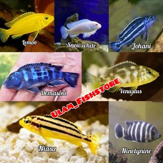 beautiful fish#ikan#aquarium#fish ikan hiyas aquarium..102