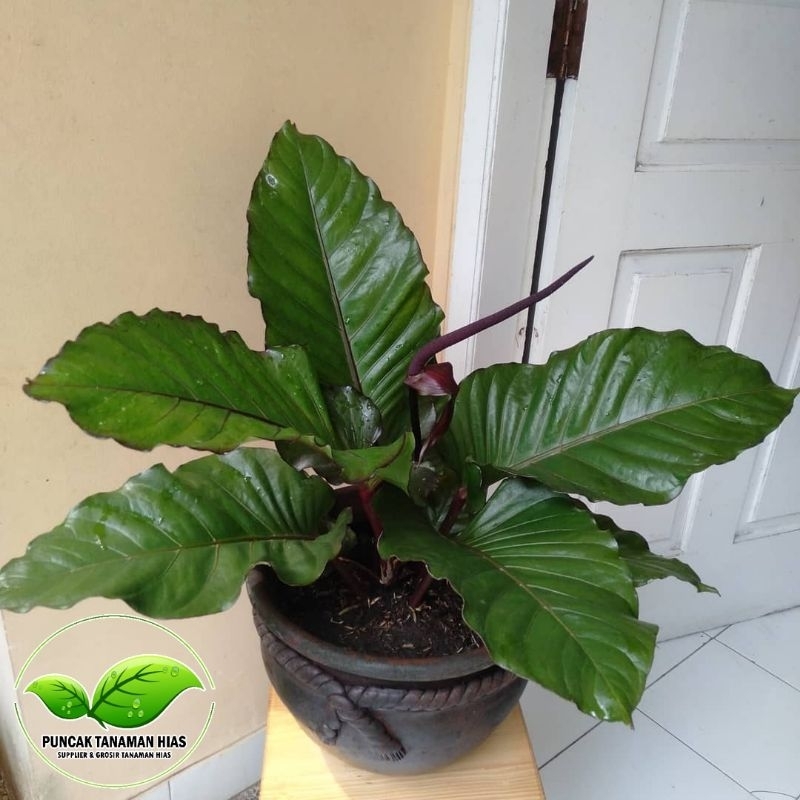 Jual Tanaman hias anthurium black beauty - Anturium black beauty | Shopee  Indonesia
