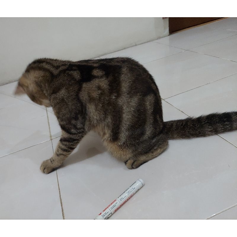 Jual Kucing Bengal Marble Betina, 2 Tahun 7 Bulan, Keturunan Bengal