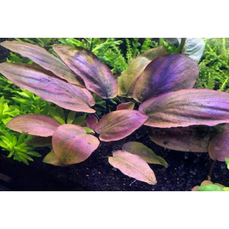 Jual Lagenandra keralensis isi 5 Rizom ( tanaman aquascape low co2 ...
