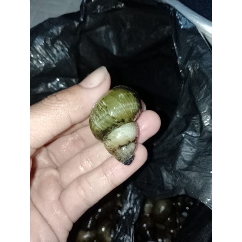 Jual Tutut sawah hidup 1kg | Shopee Indonesia
