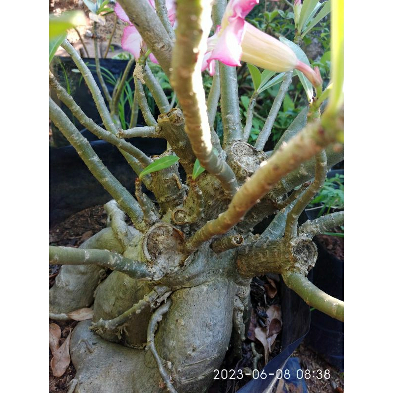 Jual bunga adenium kamboja bonggol dan akar jumbo dan cabang banyak ...