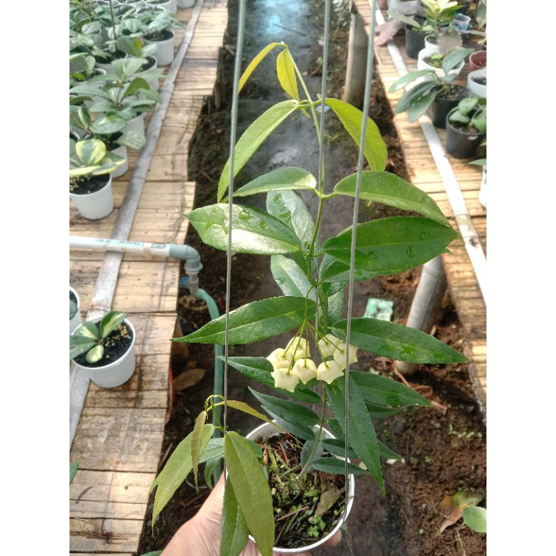 Jual Hoya paradisea peduncle | Shopee Indonesia