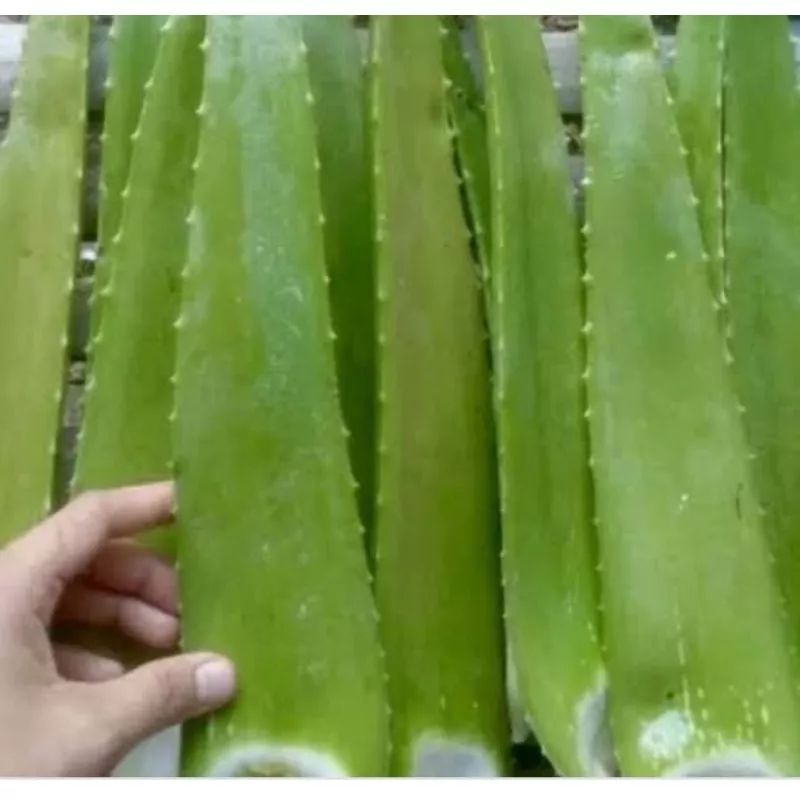 Jual Aloe Vera Atau Lidah Buaya Segar 1 Kg Shopee Indonesia