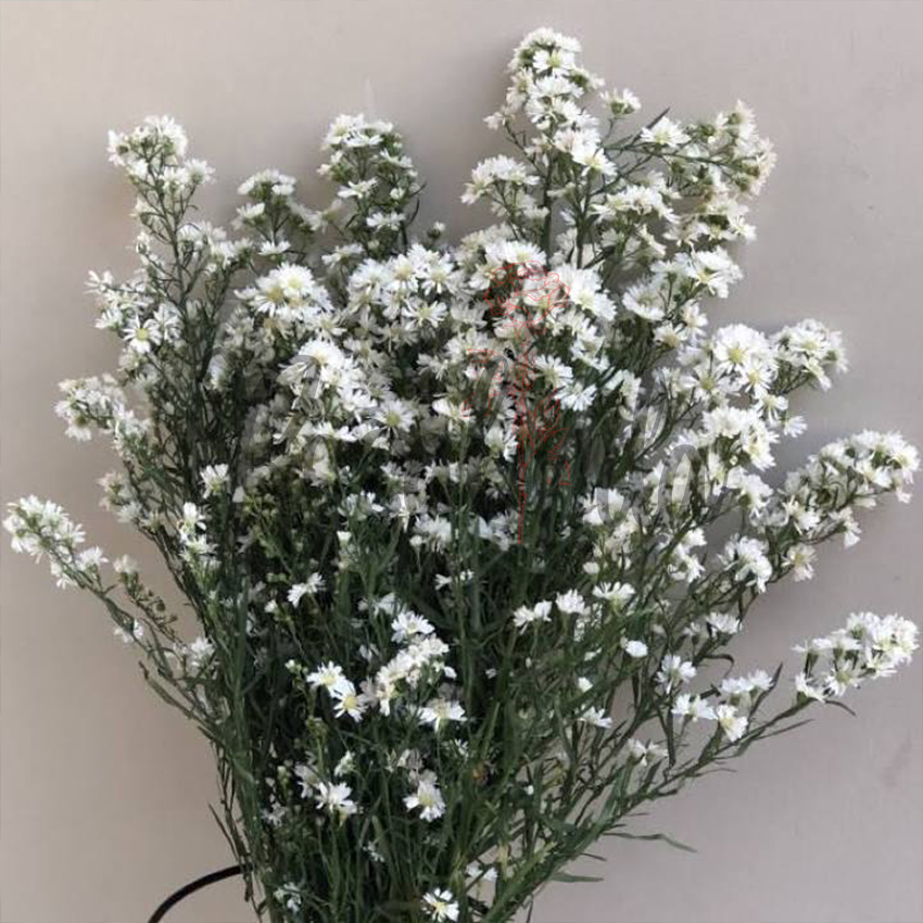 Jual Bunga Pikok Putih / Bunga Potong Segar | Shopee Indonesia